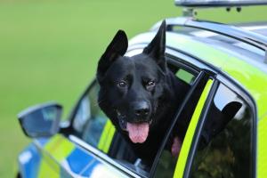 Police Dogs